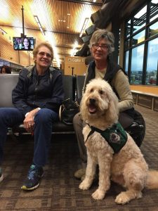 airport dog therapy