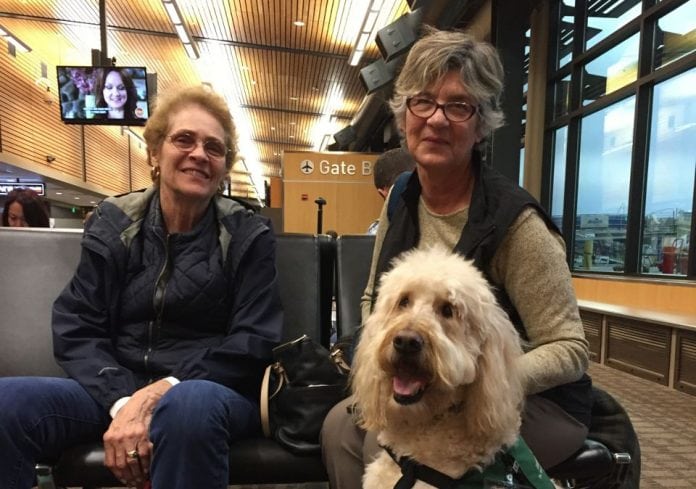 airport dog therapy