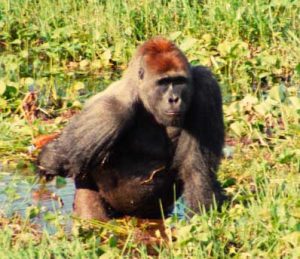 Studying Gorillas in the Republic of Congo @ WCLS Island Library | Lummi Island | Washington | United States