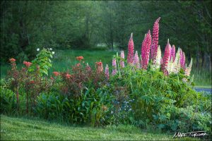 These Russell Hybrid Lupines and 'Fireglow' Euphorbia grow in Turner's front yard garden. Photo credit: Mark Turner.