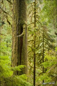 Turner captured this old-growth Western Red Cedar trunk framed by Western Hemlocks along the Boulder River Trail near Darrington. Photo credit: Mark Turner.