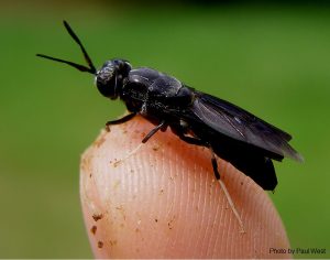 Black Soldier Fly Larvae are a source of protein and oil that is ideal for the animal feed industry. Photo courtesy: Scratch and Peck Feeds.