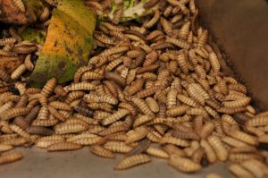 Black Soldier Flies dried larvae are upwards of 40% crude protein. Photo courtesy: Scratch and Peck Feeds.