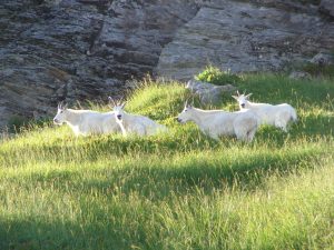 This herd of mountain goats were visible from the Chain Lakes Loop trail. Photo credit: Patty Fralic.