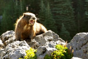 This fierce, whistling Hoary Marmot makes its home in the Cascades. Photo credit: Brandon Fralic.