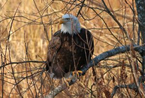 Whatcom County has some amazing bird watching opportunities. Photo credit: Theresa Golden. 