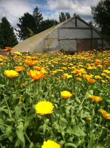 Calendula growing on a three (and a half) acre farm in Birchwood. Photo credit: Christie Tomlin.