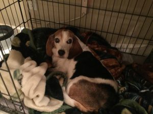 Jane Talbot loves to care for rescues like this one.