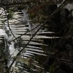 snow-winter-scenic-nature-icicle