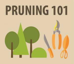 Pruning 101 @ WCLS Blaine Library | Blaine | Washington | United States