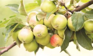 Saving Your Favorite Fruit Tree by Grafting @ WCLS Blaine Library | Blaine | Washington | United States