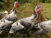 Raising Poultry for Meat and Eggs @ Cloud Mountain Farm Center | Everson | Washington | United States