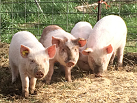 Raising Pigs! @ Cloud Mountain Farm Center | Everson | Washington | United States
