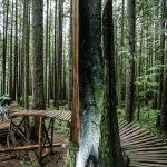 scenic Gabe Rogel photographer forest biker biking trees Carl Jonson, Mt. Fromme, North Shore, BC