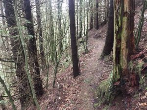 This narrow cross-country style trail is at the top of Galbraith. Photo credit: Taylor Bailey.