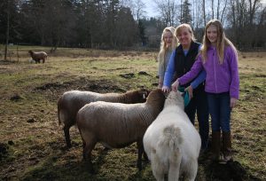Tracy and her daughters Ava and Rose care for their small flock of Katahdin sheep on their hobby farm in Ferndale. Photo credit: Theresa Golden.