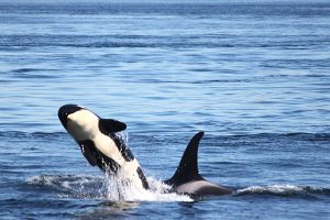 The Culture of the Orcas @ WCLS Island Library | Lummi Island | Washington | United States