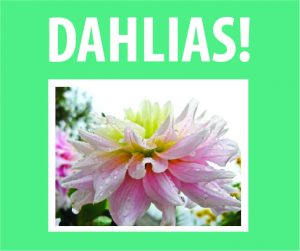 Dahlias! @ WCLS Blaine Library | Blaine | Washington | United States
