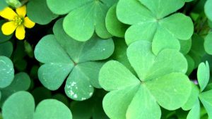 Meals on Wheels and More’s Second Annual Traditional Irish Dinner