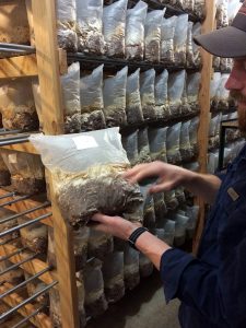 Cascadia Mushrooms' organic compost