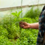 the Community Food Co-op Mike Long Mint Leaf-2895