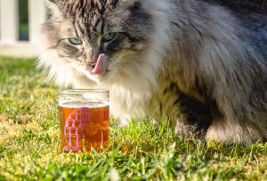 Walk for Paws - and Paws for a Beer @ Boundary Bay Brewery | Bellingham | Washington | United States