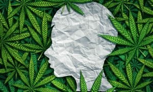 The Endocannabinoid System 101 @ Forum de Freedom | Bellingham | Washington | United States
