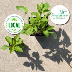 Sunseed Farm ad