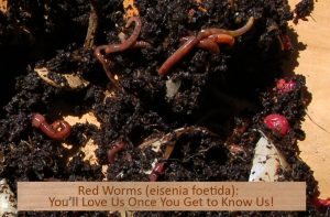 Soil building/Composting workshop @ Chuckanut Center at Fairhaven Park | Bellingham | Washington | United States