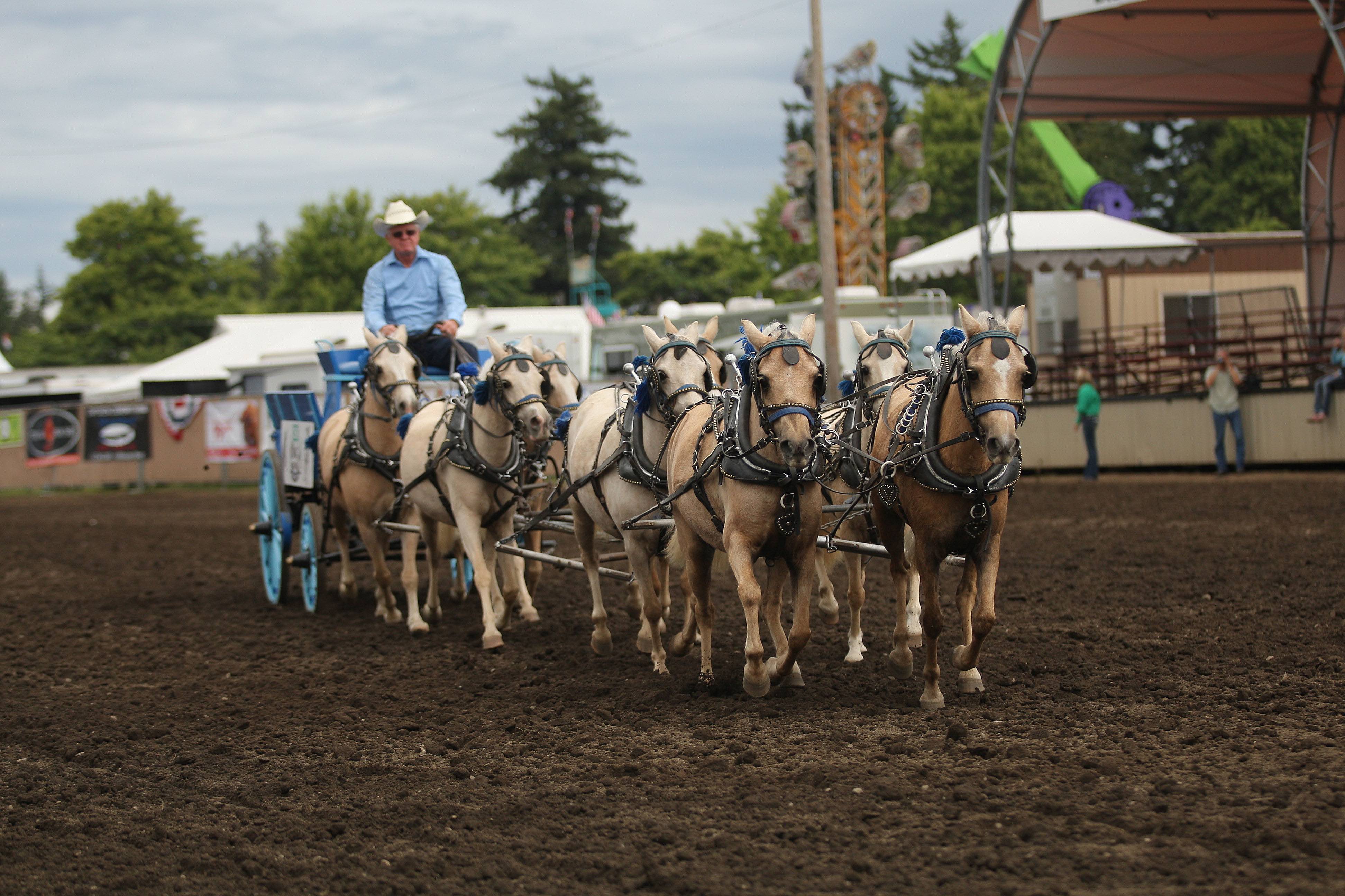 Family Fun at the Northwest Washington Fair