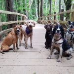 Puget Hound 1