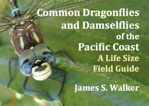 Common Dragonflies & Damselflies of the Pacific Coast @ Village Books | Bellingham | Washington | United States