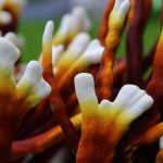 ReishiAntlers2