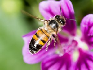 Honeybees @ WCLS Island Library | Lummi Island | Washington | United States