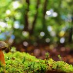 cascadia-mushrooms-foraging1