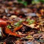 cascadia-mushrooms-foraging2