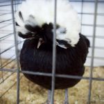 nwwafair 2017.15