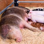 nwwafair 2017.32