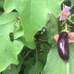 Hopewell Mini Eggplant