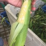 Hopewell Mixed Color Corn