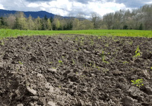 Fall Forum: The State of Whatcom Farmland @ Ferndale Library
