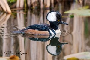 Winter Birds of Whatcom County @ WCLS Ferndale Library | Ferndale | Washington | United States