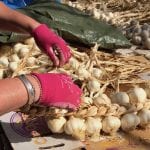 joes-garden-peggy-braiding-garlic