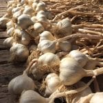 joes-gardens-garlic-drying-greenhouse