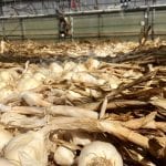 joes-gardens-garlic-fills-greenhouse