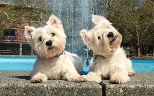 Pets & Cannabis: What You Need to Know to Treat Your Sick Pet @ Center for Mindful Use | Bellingham | Washington | United States