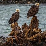 Eagles 1 scenic