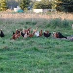 Misty Meadows Farm Follow the leader