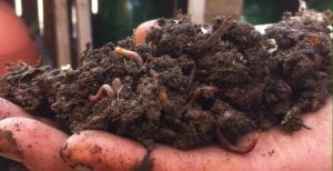 Worm Composting and the Soil Food Web @ The Garden Spot Nursery | Bellingham | Washington | United States