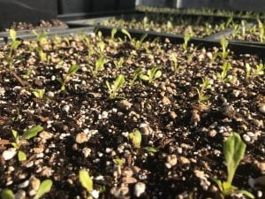 Seed Starting for Vegetable Gardening @ The Garden Spot Nursery | Bellingham | Washington | United States